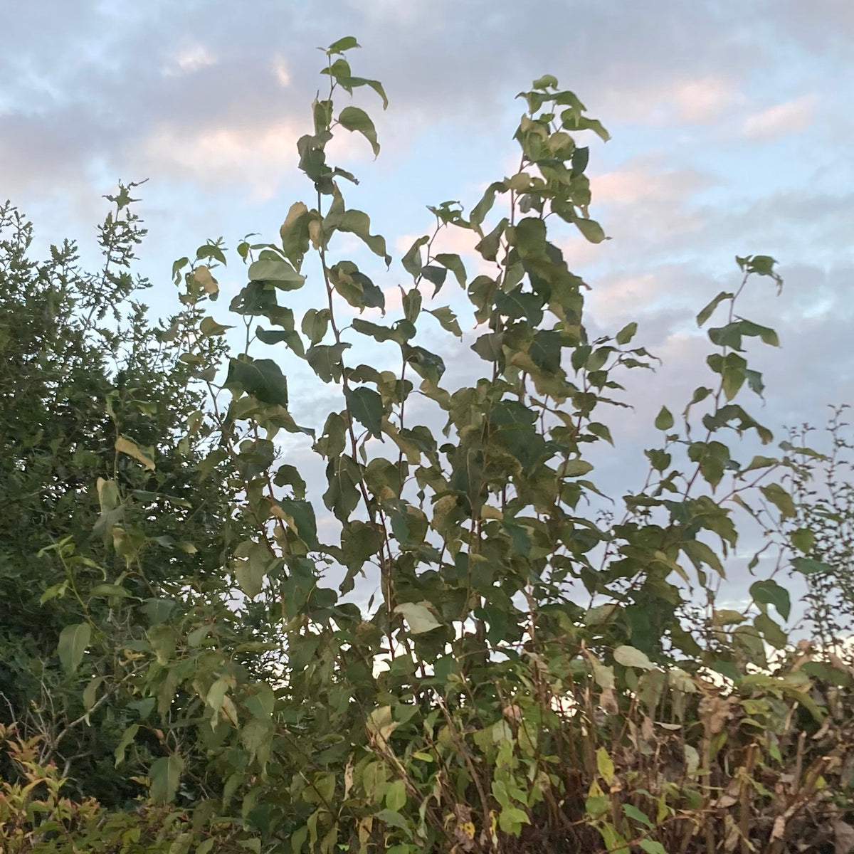 Hybrid Poplar (populus x canadensis 'Robusta')