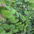 Hornbeam (carpinus betulus)