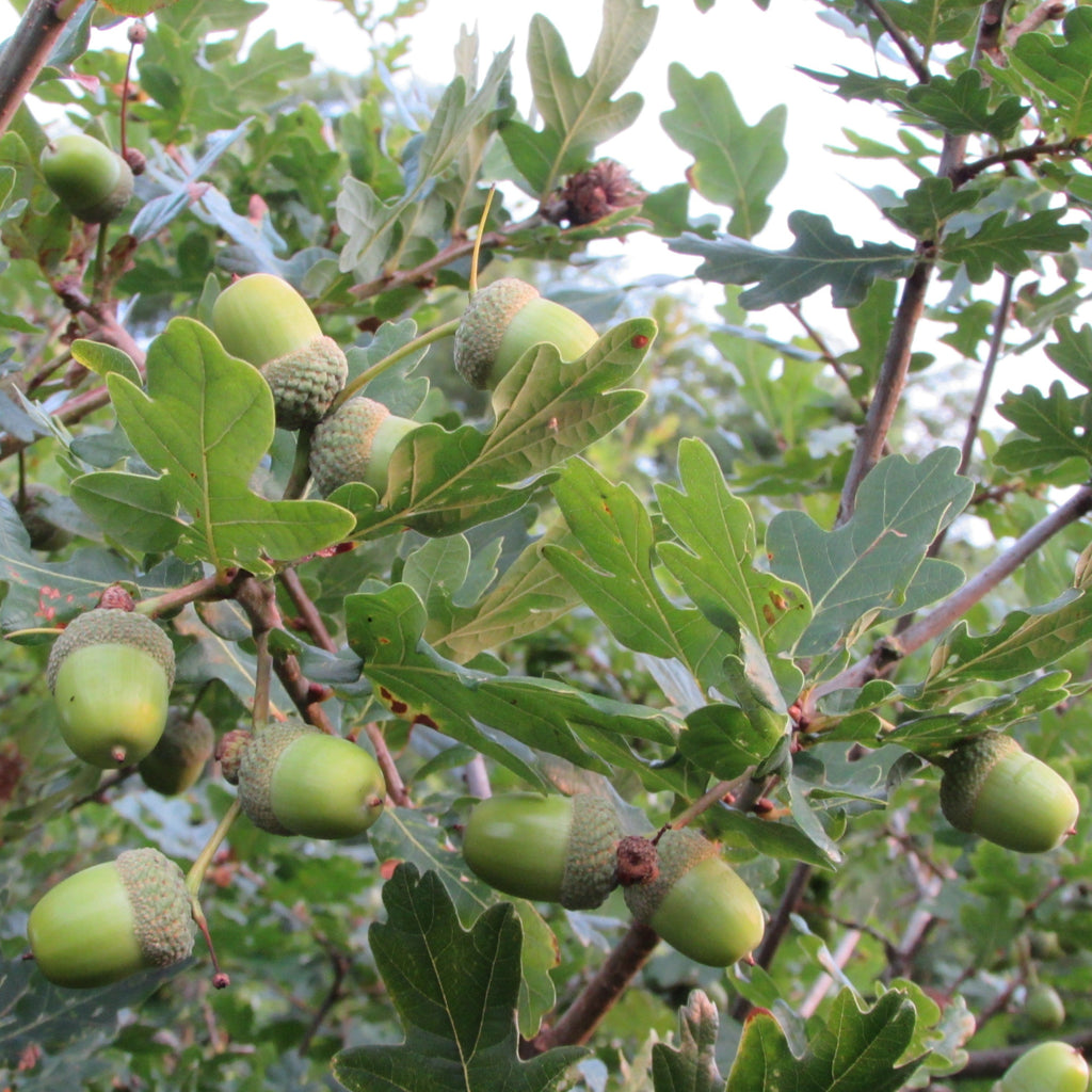 English Oak (quercus robur)