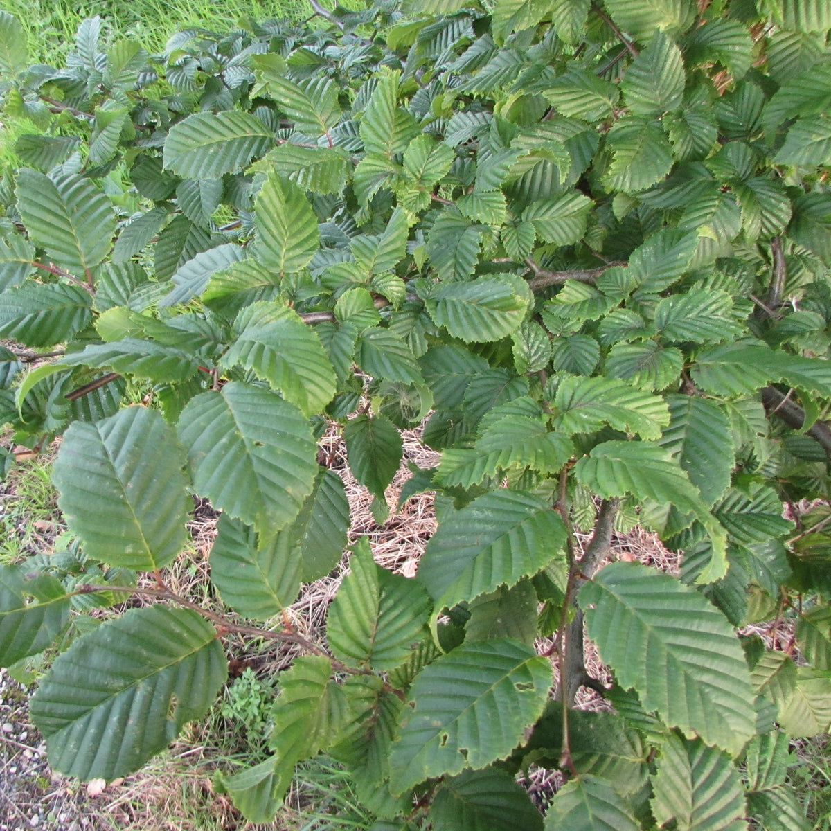 Hornbeam (carpinus betulus) Feathered Tree
