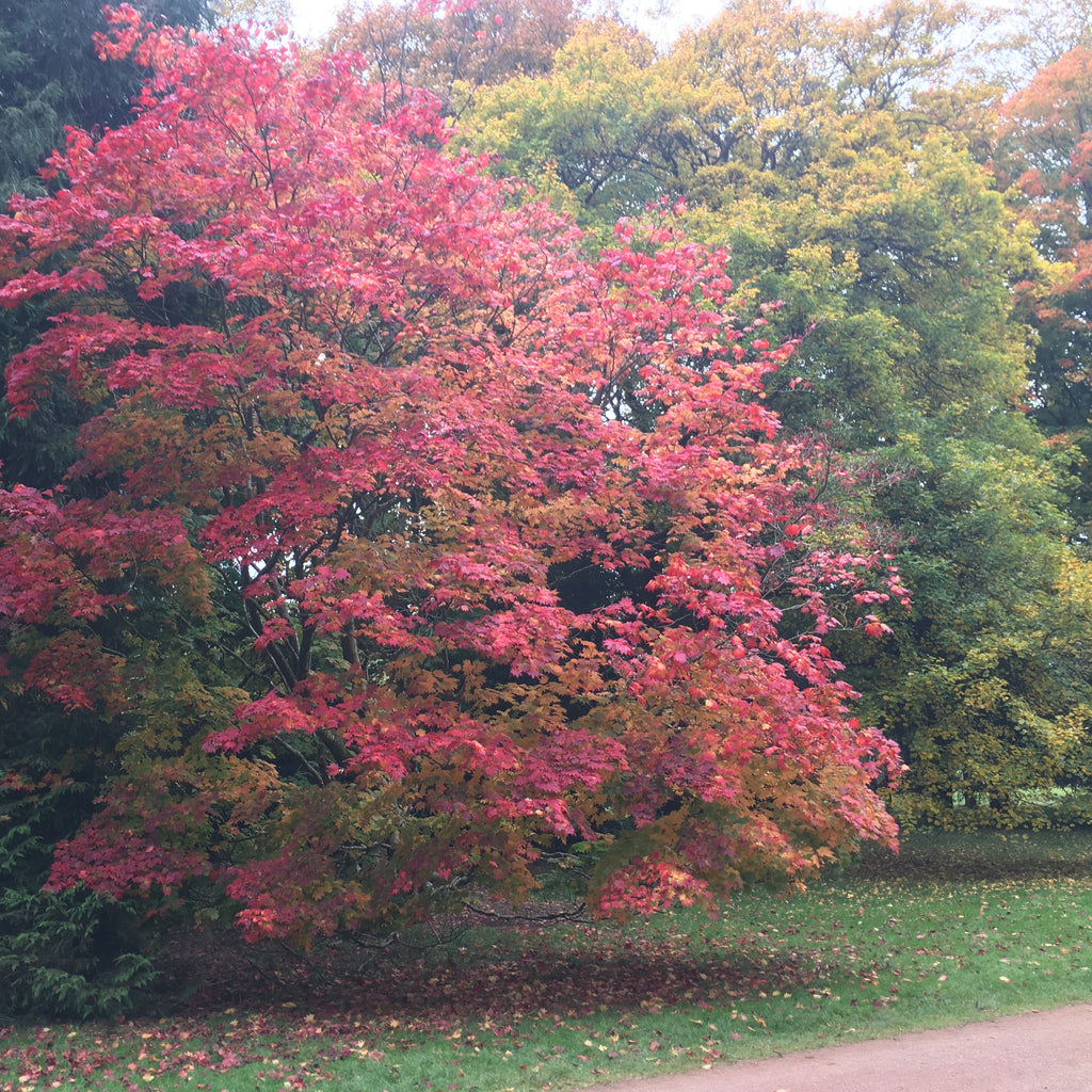 Japanese Maple (acer palmatum)