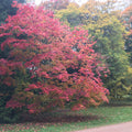 Japanese Maple (acer palmatum)