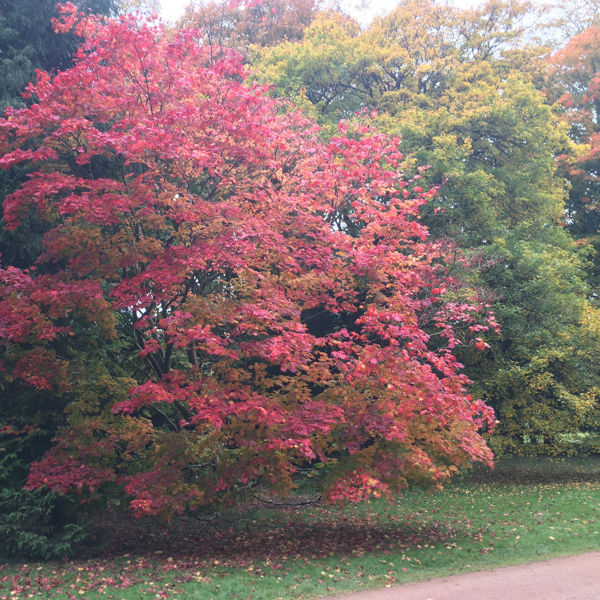 Japanese Maple (acer palmatum)