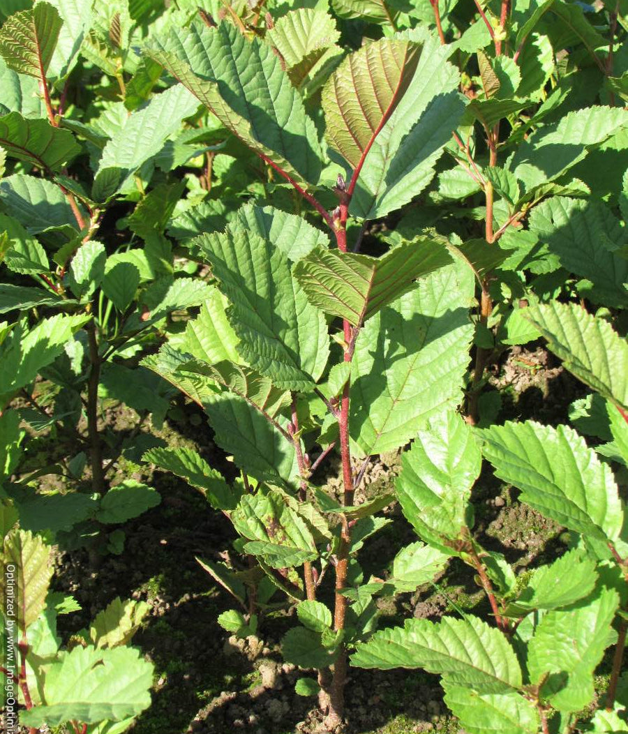 Common Alder (alnus glutinosa)