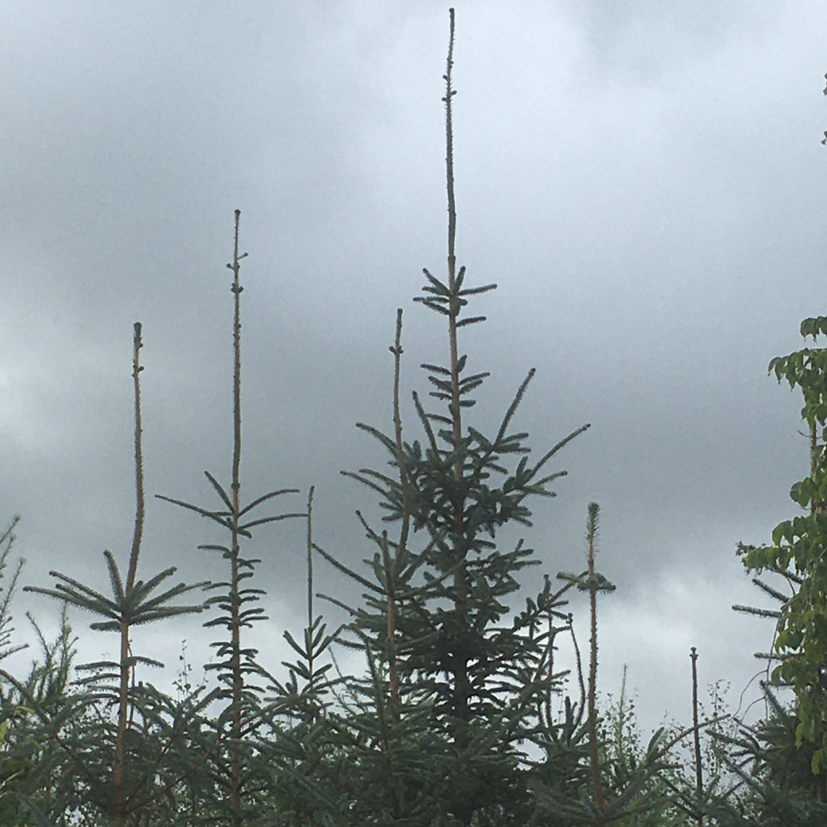 Sitka Spruce (picea sitchensis)