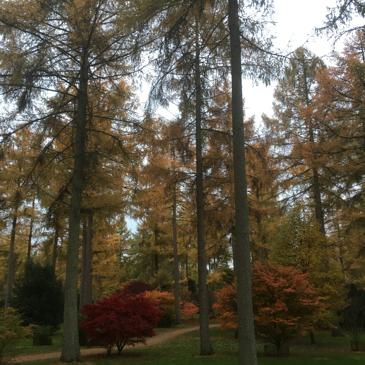 Hybrid Larch (larix x marschinsii (eurolepis))