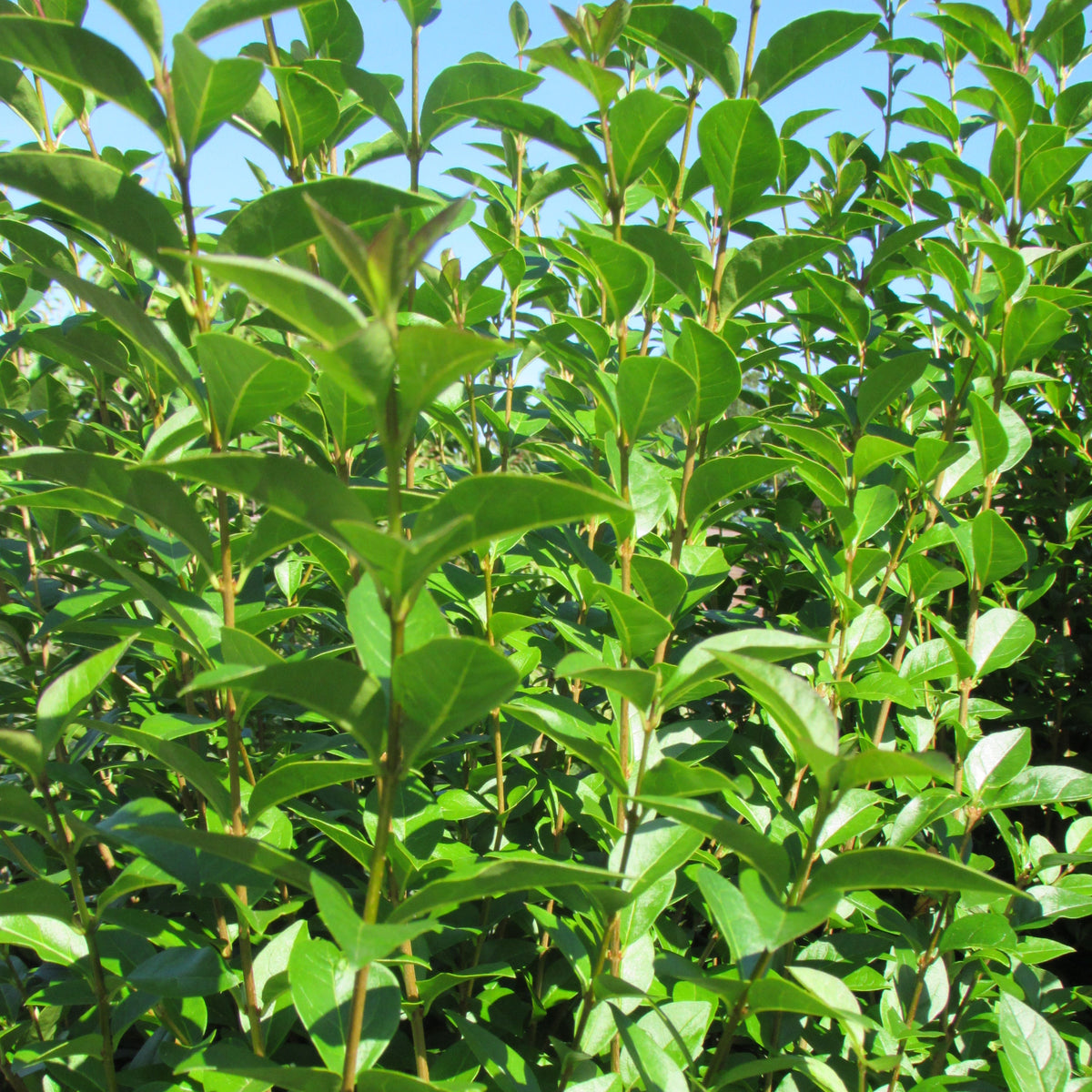 Oval Leaved Privet (ligustrum ovalifolium)