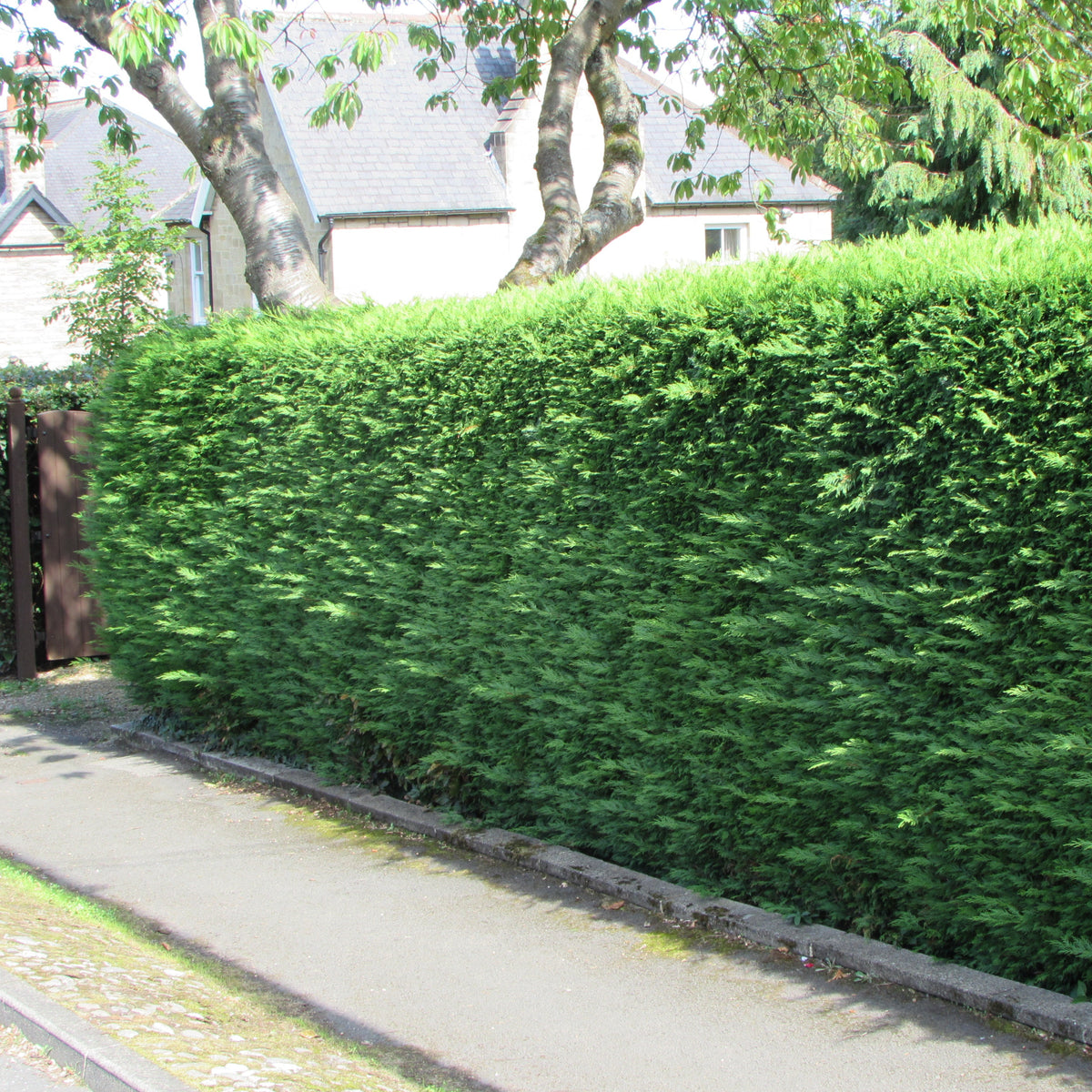 Lawsons Cypress (chamaecyparis lawsoniana)