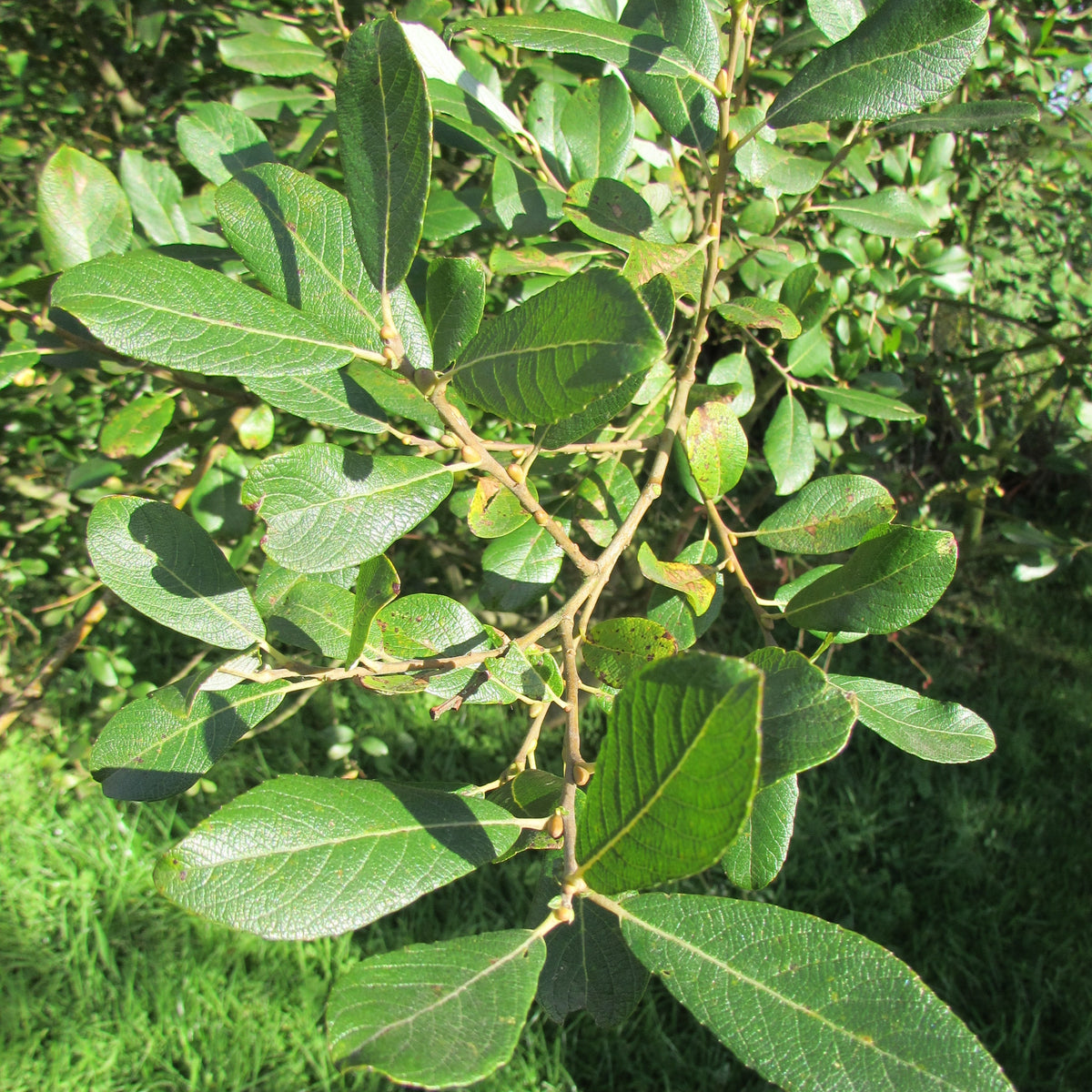Grey Willow (salix cineria)