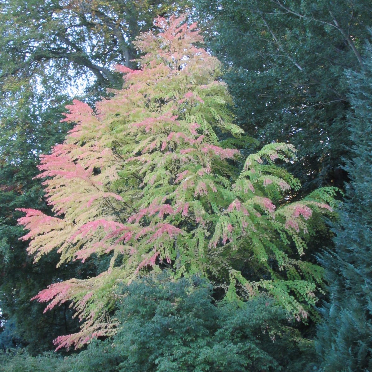 Katsura Tree (cercidiphyllum japonicum)