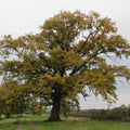 English Oak (quercus robur)