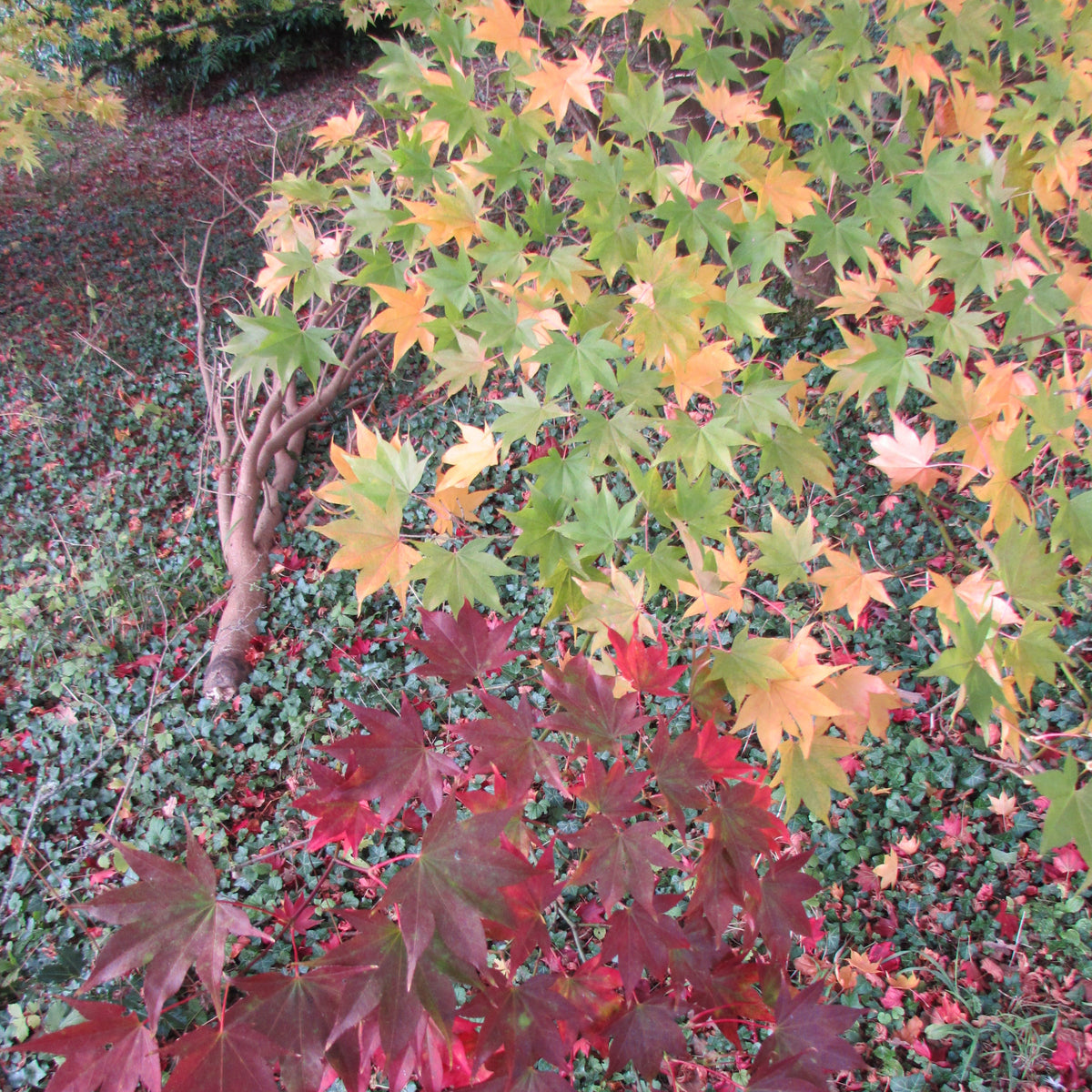 Japanese Maple (acer palmatum)