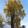 Tulip Tree (liriodendron tulipifera)