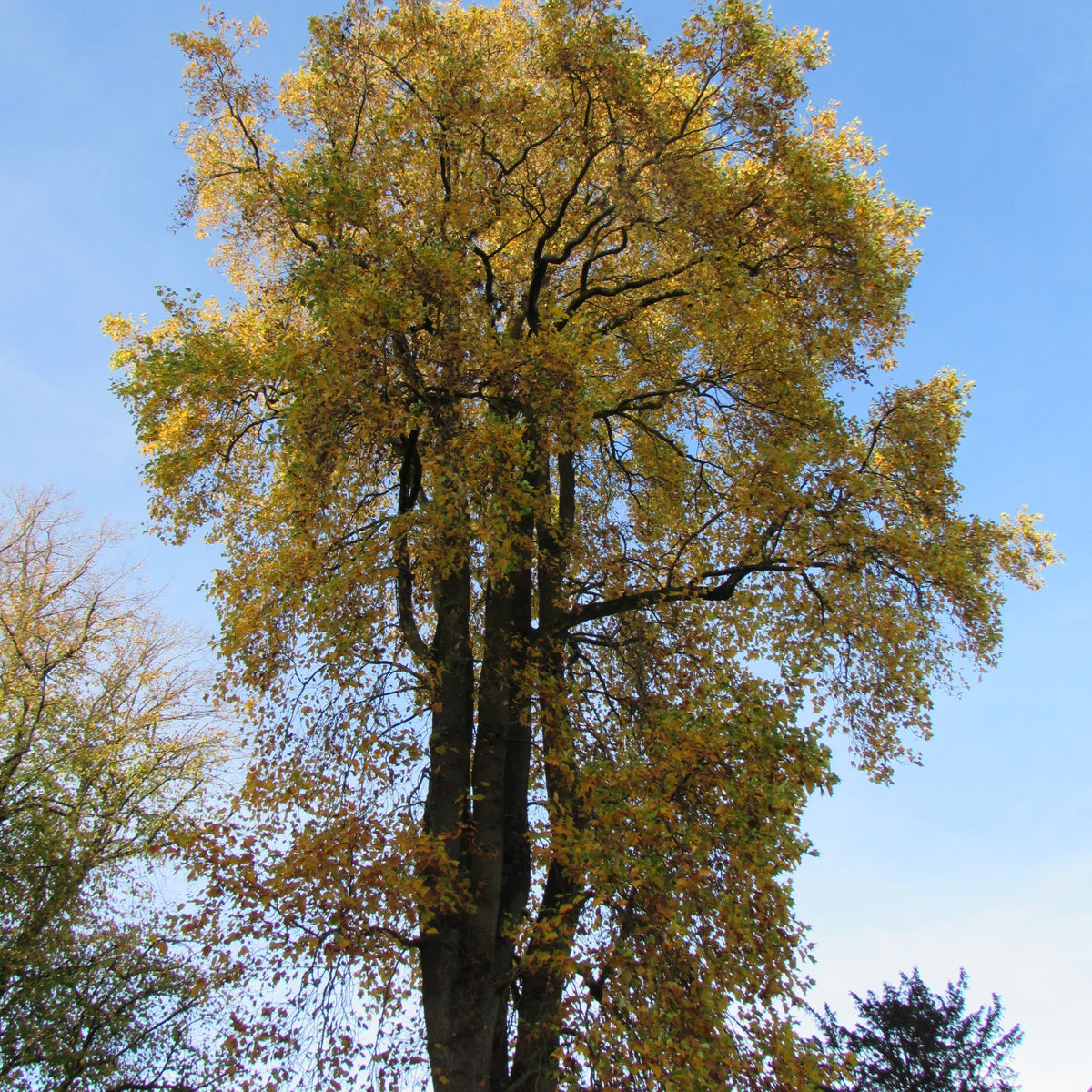 Tulip Tree (liriodendron tulipifera)