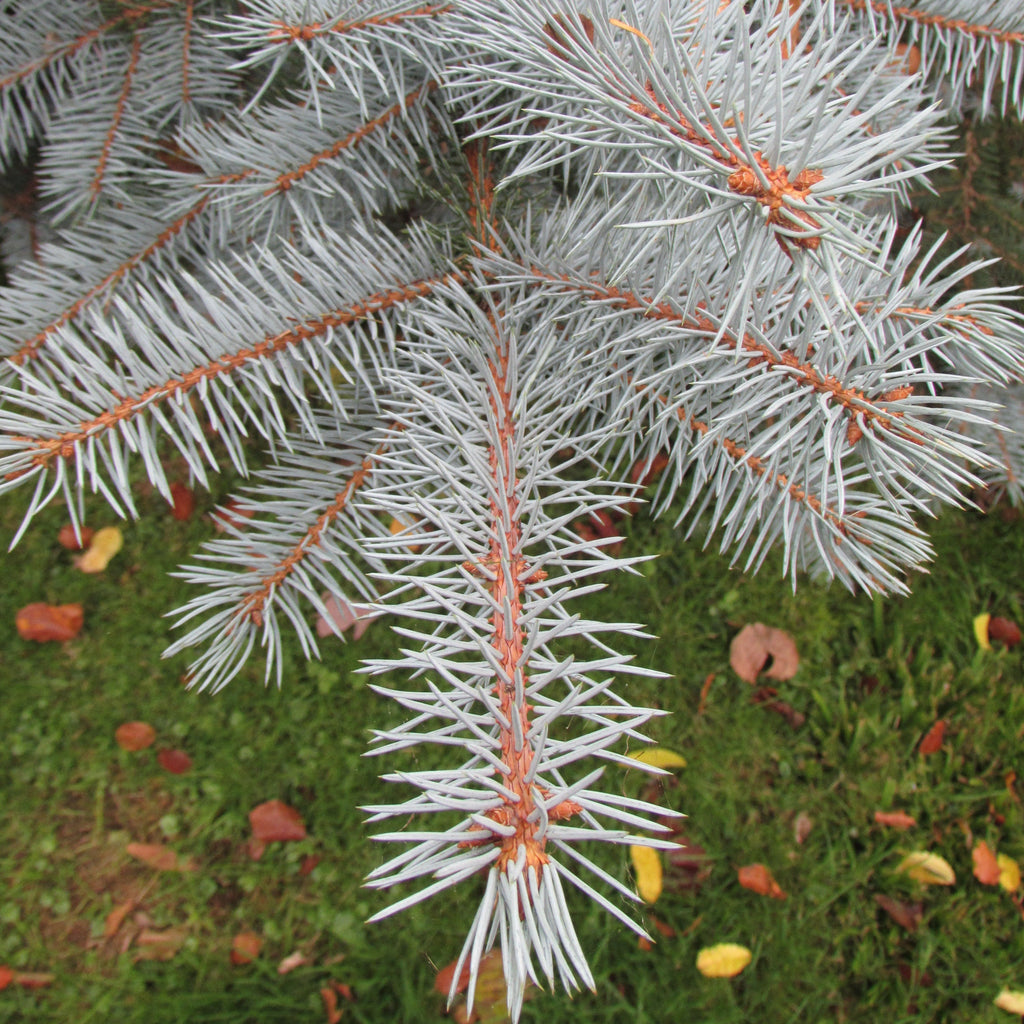 Colorado Blue Spruce (picea pungens glauca)