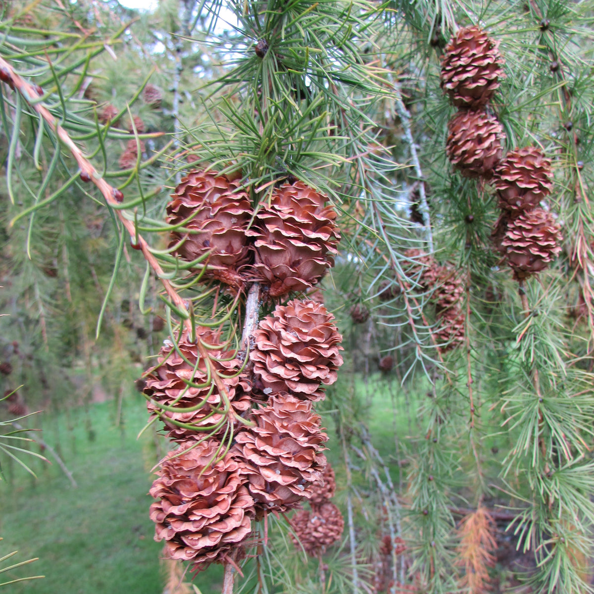 European Larch (larix decidua)