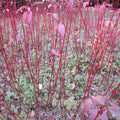 Siberian Dogwood (cornus alba 'Sibirica)