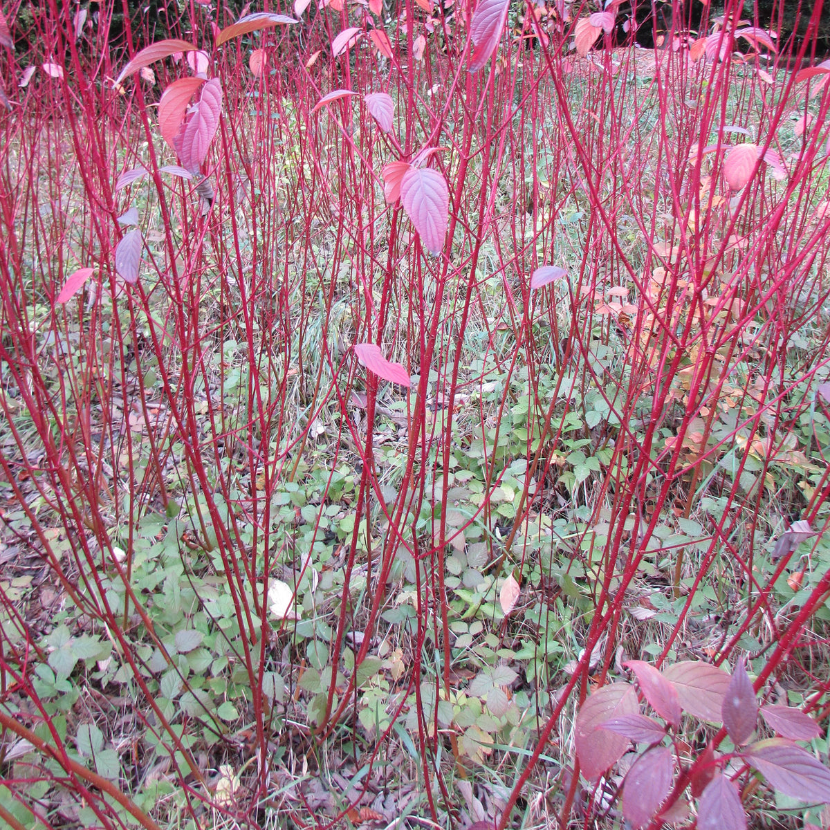 Siberian Dogwood (cornus alba 'Sibirica)