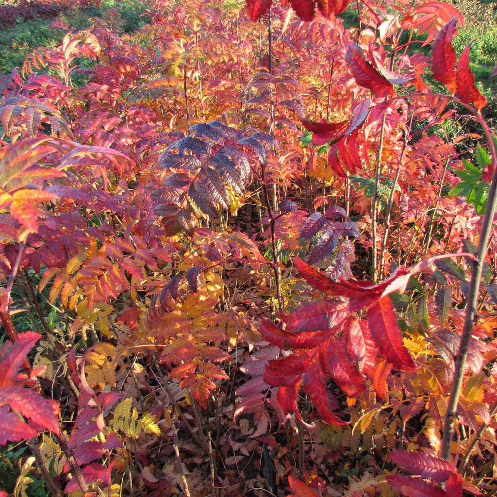 Rowan (sorbus aucparia)