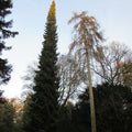 Serbian Spruce (picea omorika)