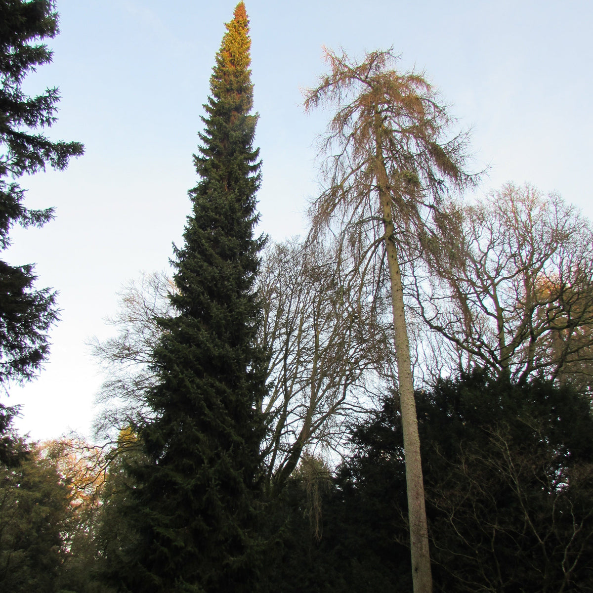 Serbian Spruce (picea omorika)