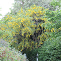Common Laburnum (laburnum anagyroides) Feathered Tree