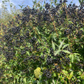 Wild Privet (ligustrum vulgare)