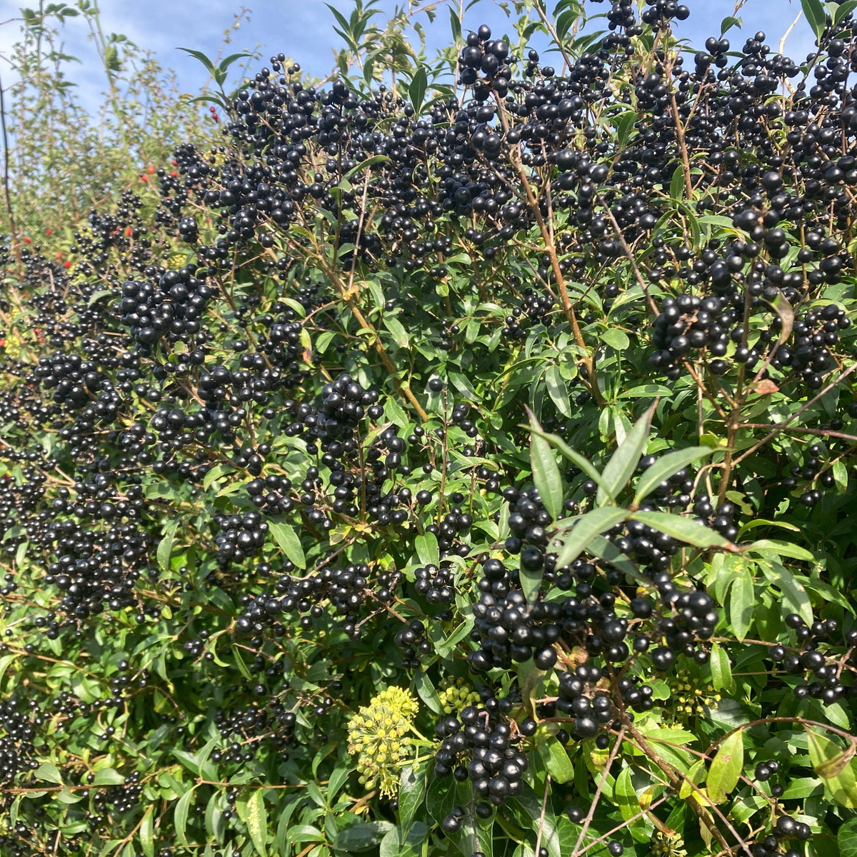 Wild Privet (ligustrum vulgare)
