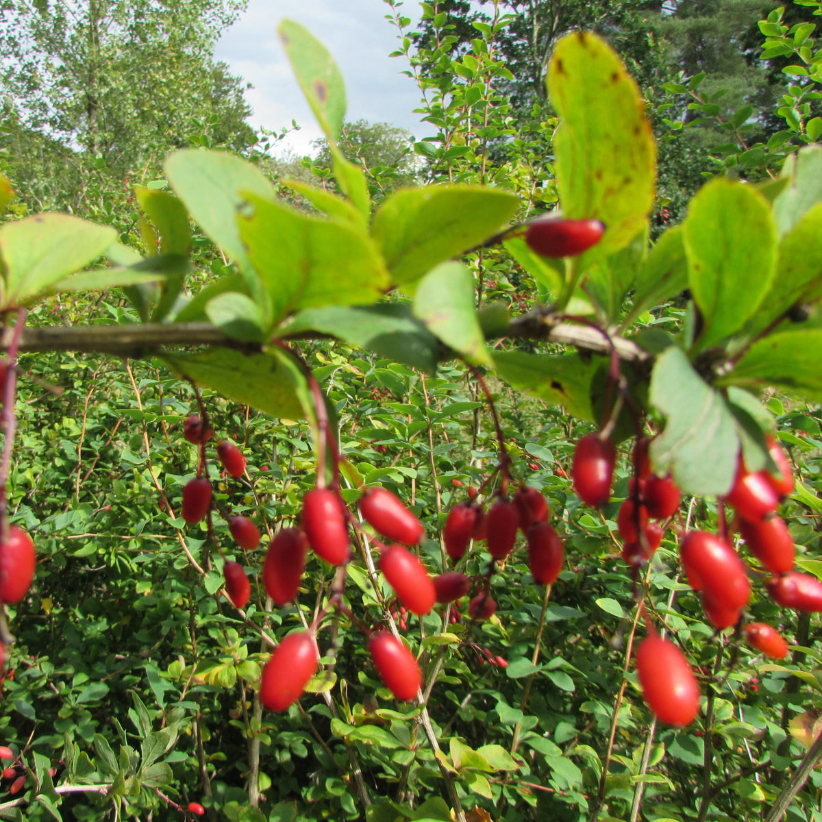 Common Berberis (berberis vulgaris)