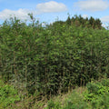 Rowan / Mountain Ash (sorbus aucuparia) Feathered Tree
