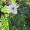 White Rugosa Rose (rosa rugosa alba)