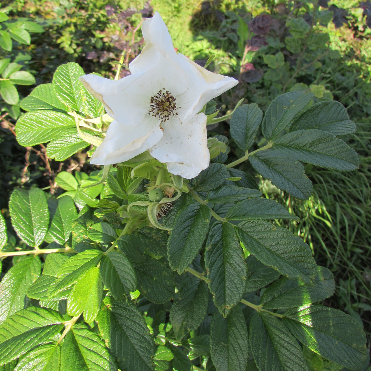 White Rugosa Rose (rosa rugosa alba)
