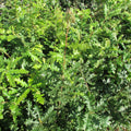 Turkey Oak (quercus cerris)