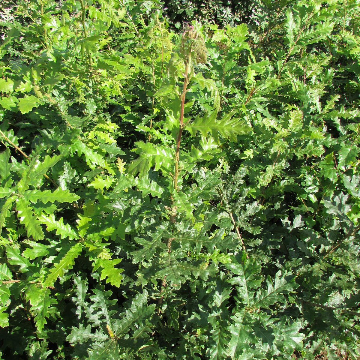 Turkey Oak (quercus cerris)