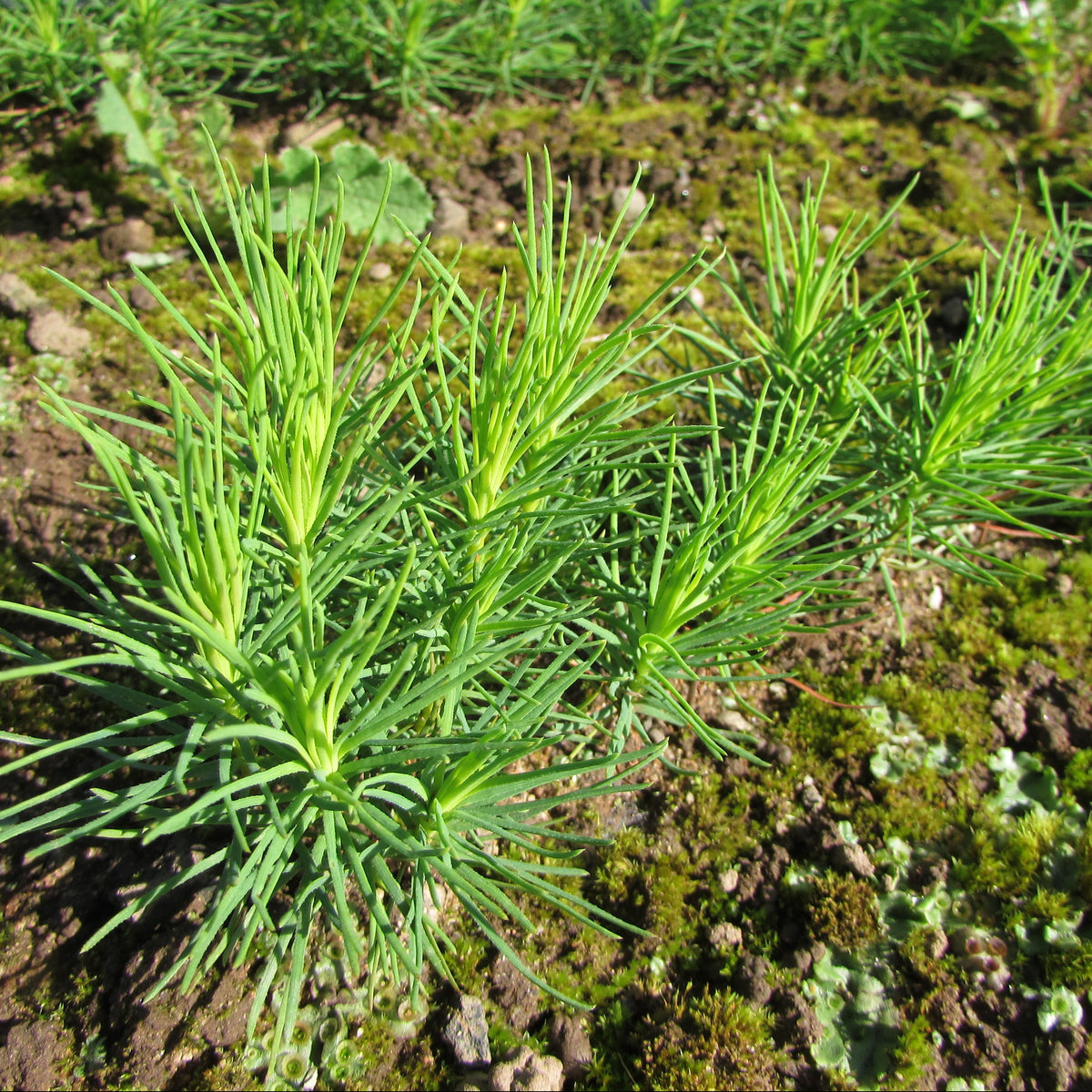 Scots Pine (pinus sylvestris)