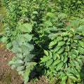 Wych Elm (ulmus glabra)