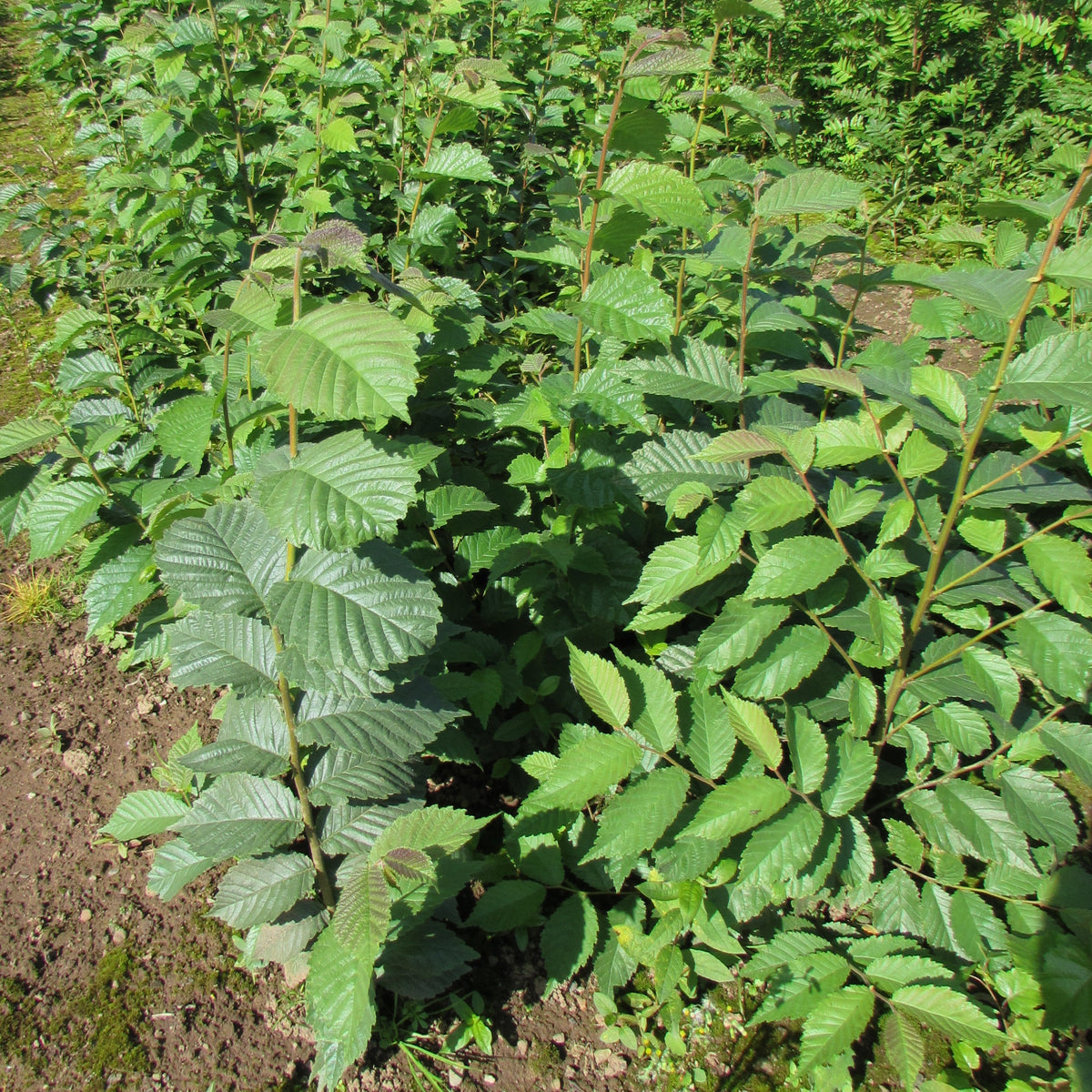 Wych Elm (ulmus glabra)