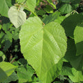 European Silver Lime (tilia tomentosa)