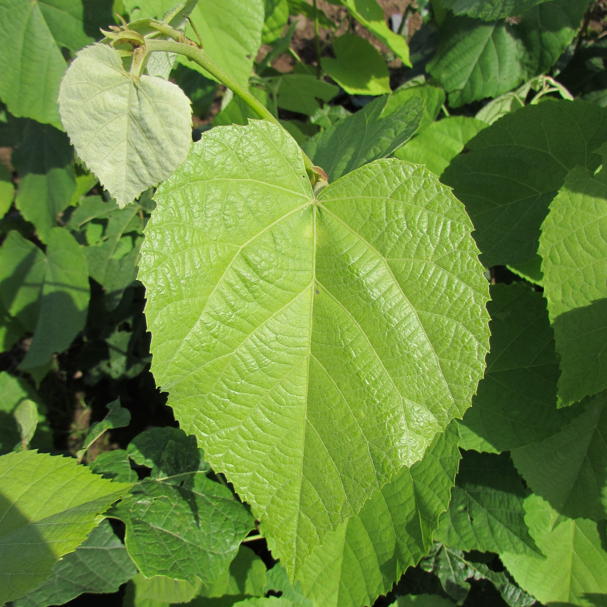 European Silver Lime (tilia tomentosa)