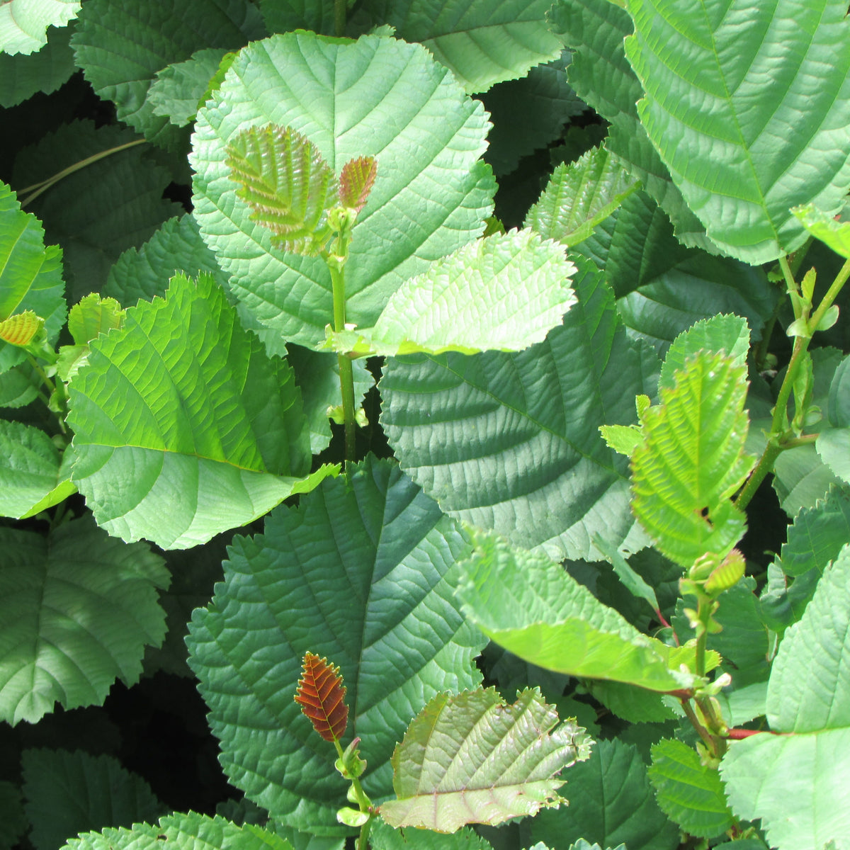 Common Alder (alnus glutinosa) Feathered Tree
