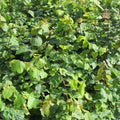 Small Leaved Lime (tilia cordata)