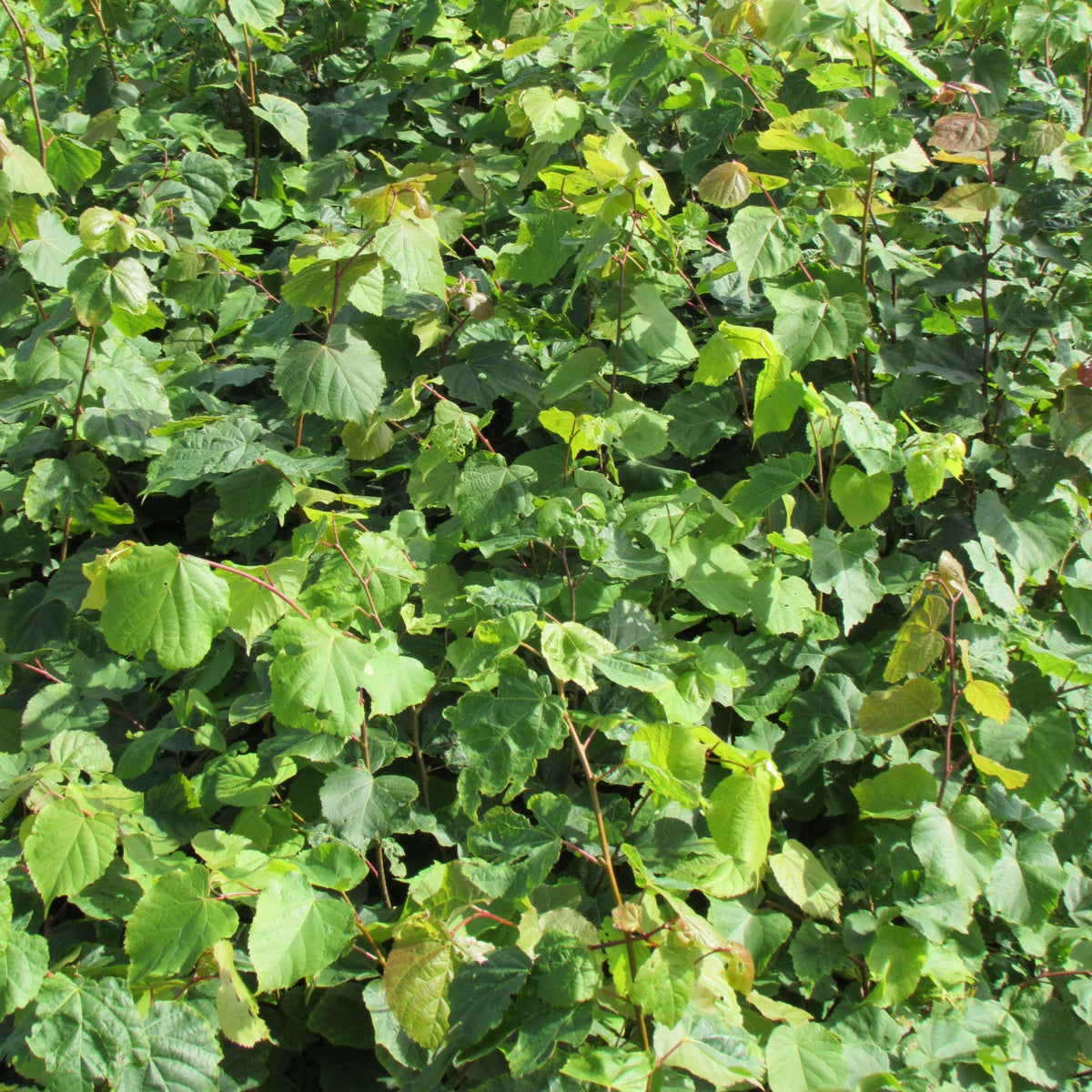 Small Leaved Lime (tilia cordata)