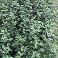 Crab Apple (malus sylvestris)