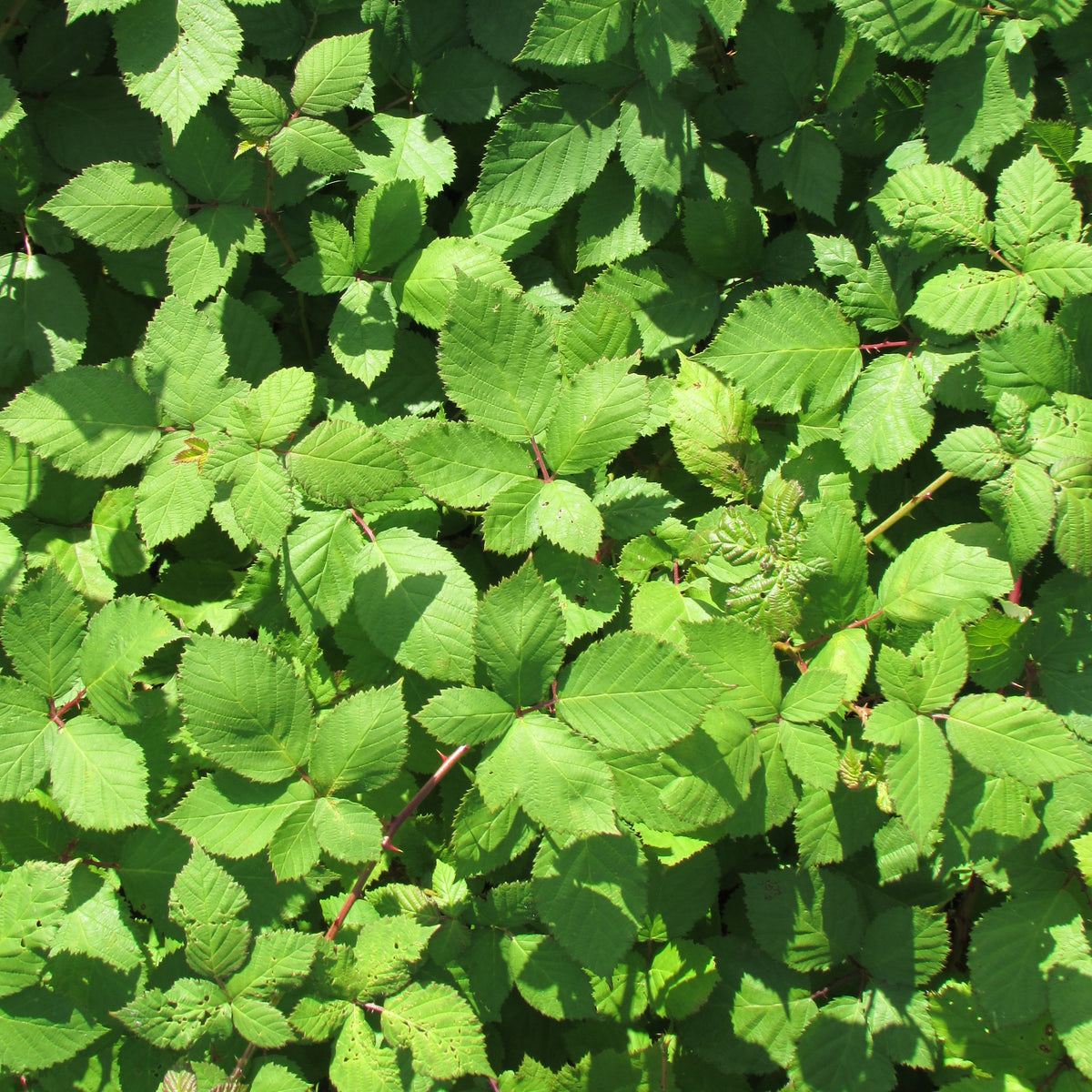Wild Blackberry (rubus fruticosus)