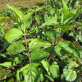 Corelian Cherry (cornus mas)