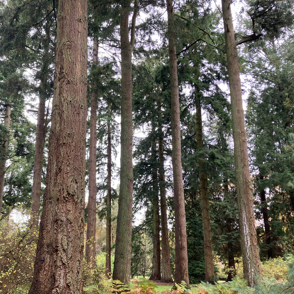 Douglas Fir (pseudotsuga menziesii)