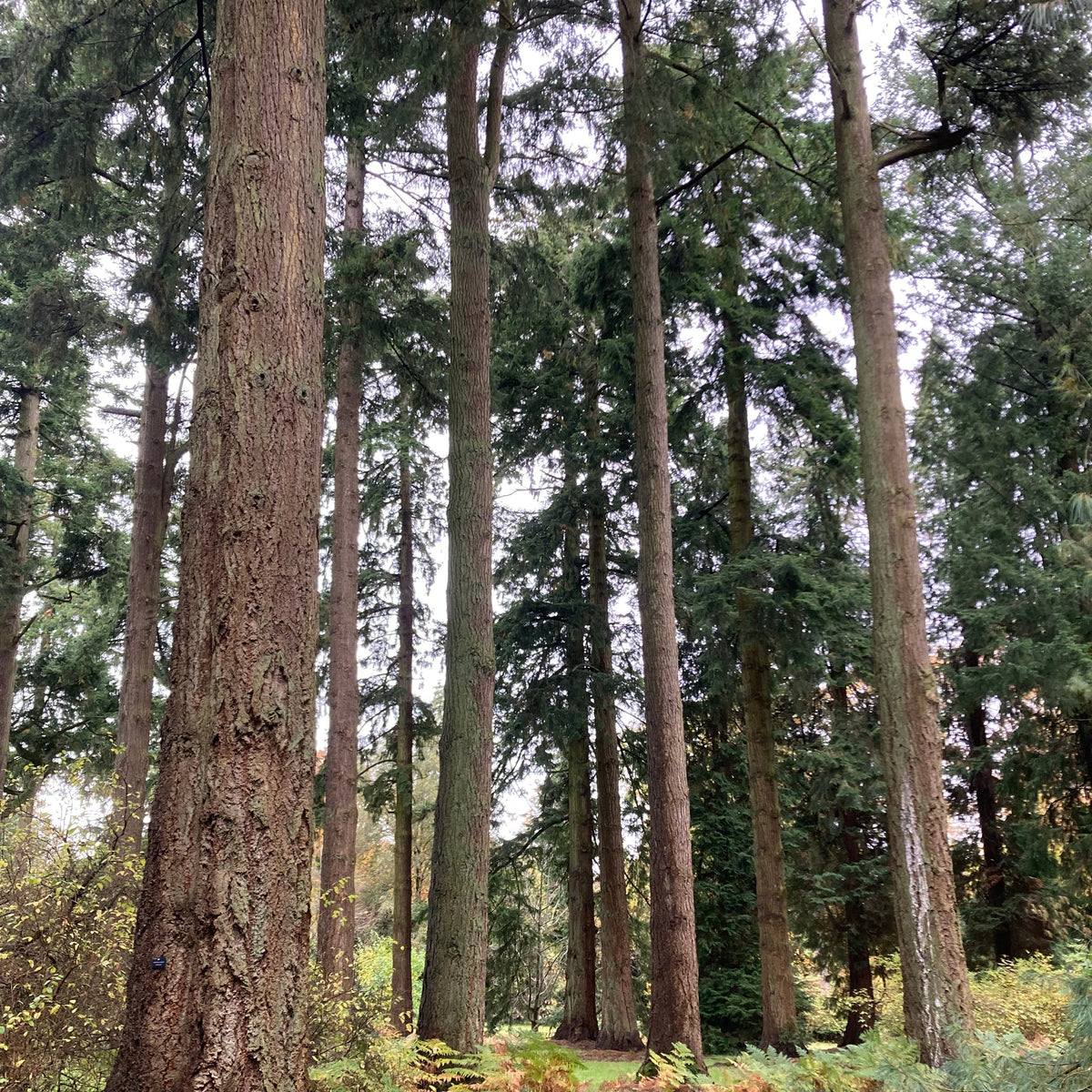 Douglas Fir (pseudotsuga menziesii)