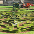 Box (buxus sempervirens)
