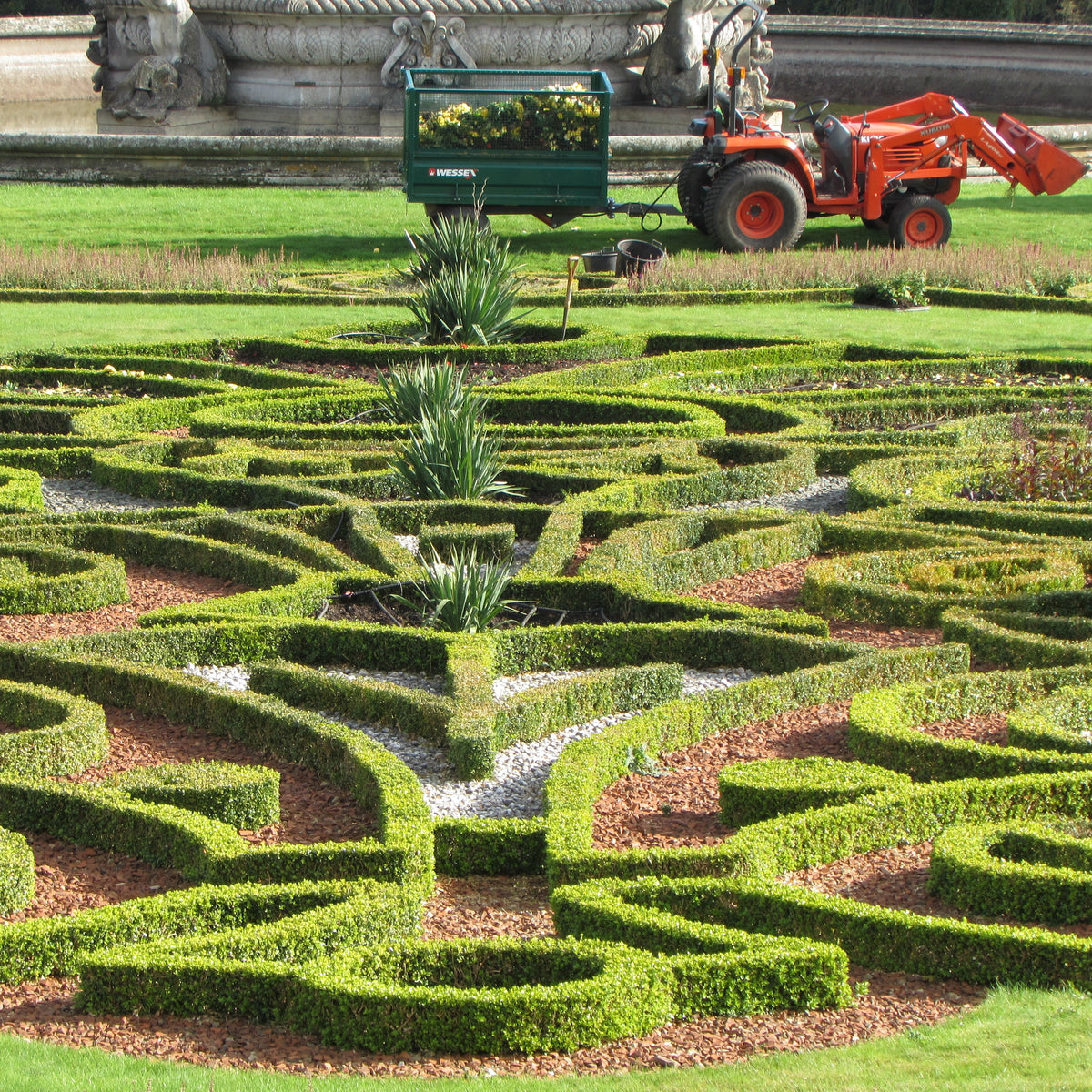 Box (buxus sempervirens)