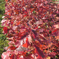 Red Oak (quercus rubra)
